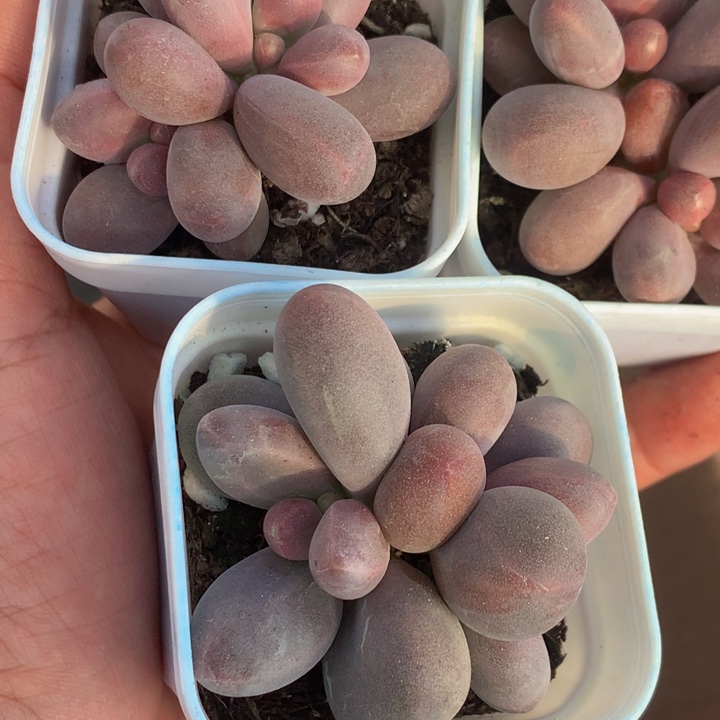 糖果美人双头 （满9.99包邮不满9.99发叶子）