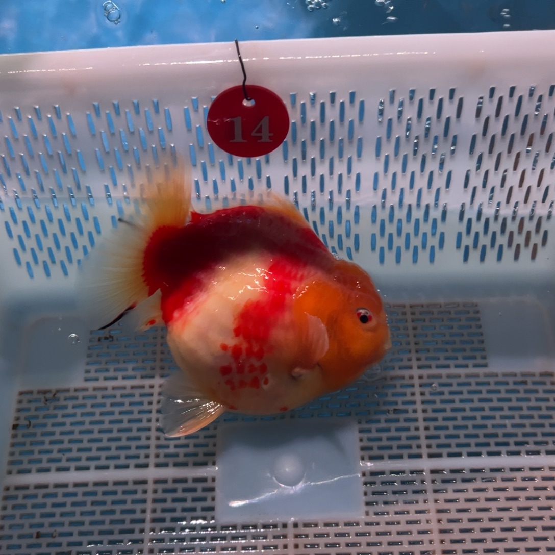 林***子金鱼你好吗我好想你啊