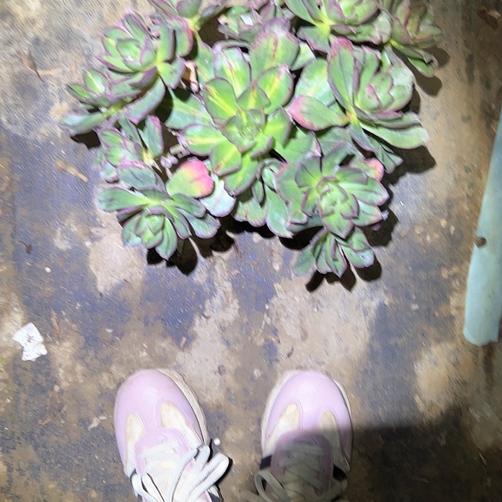法师植物一物一拍37