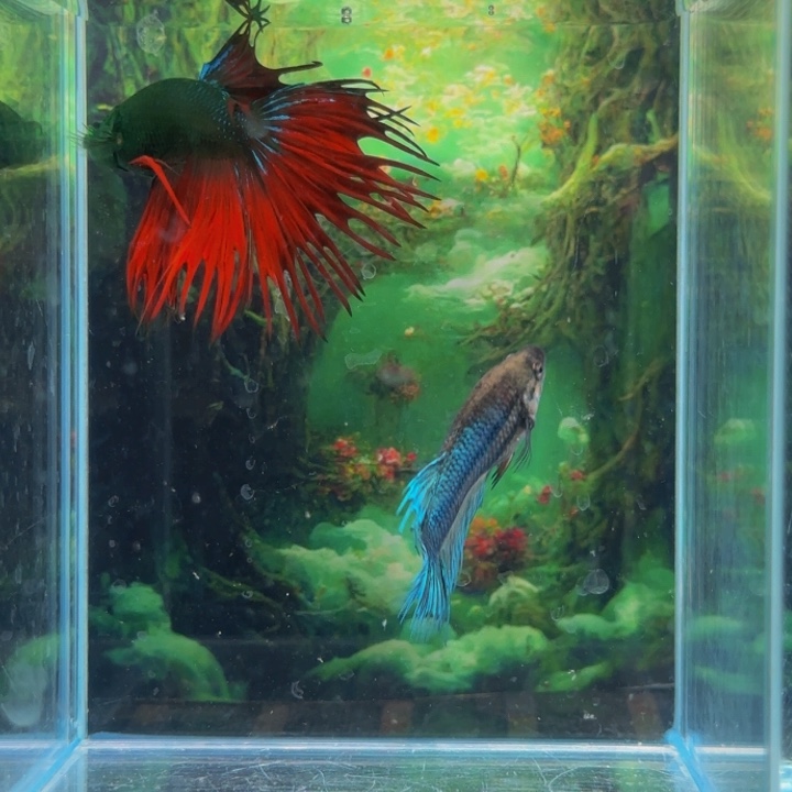 斗鱼我们是个有担当自己