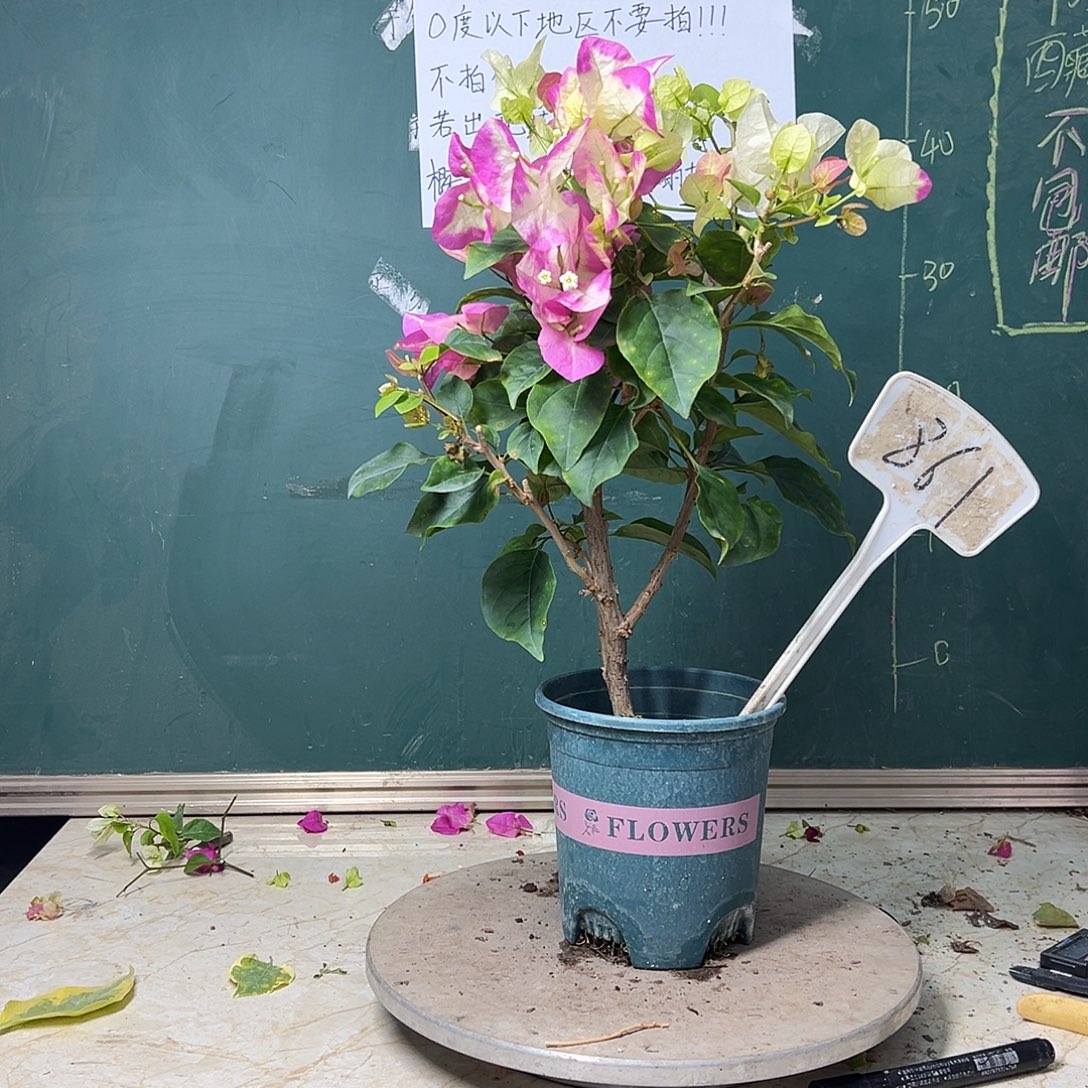 全部花苞超级玛丽 861