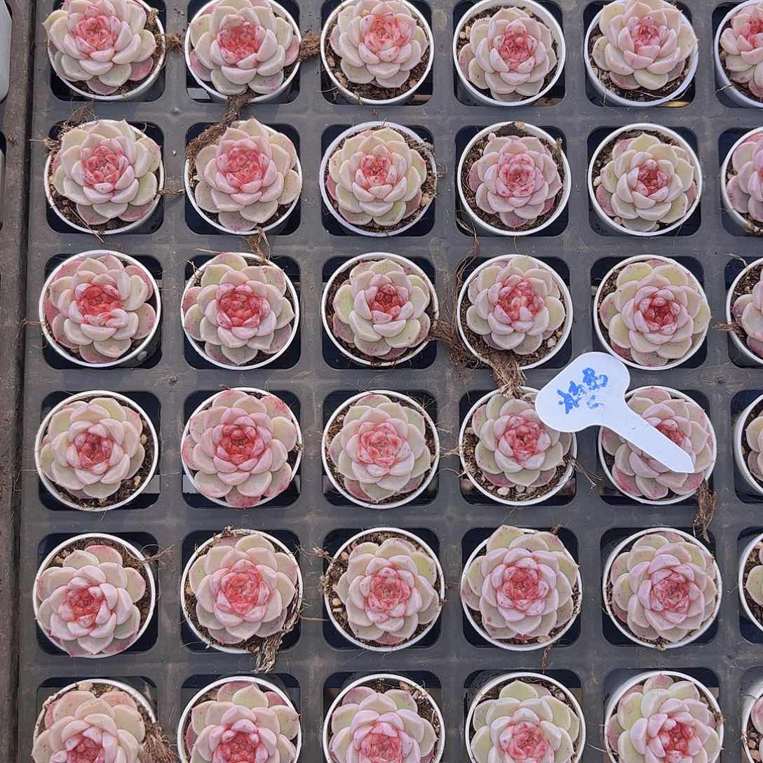 天鹅绒一颗量拍1111