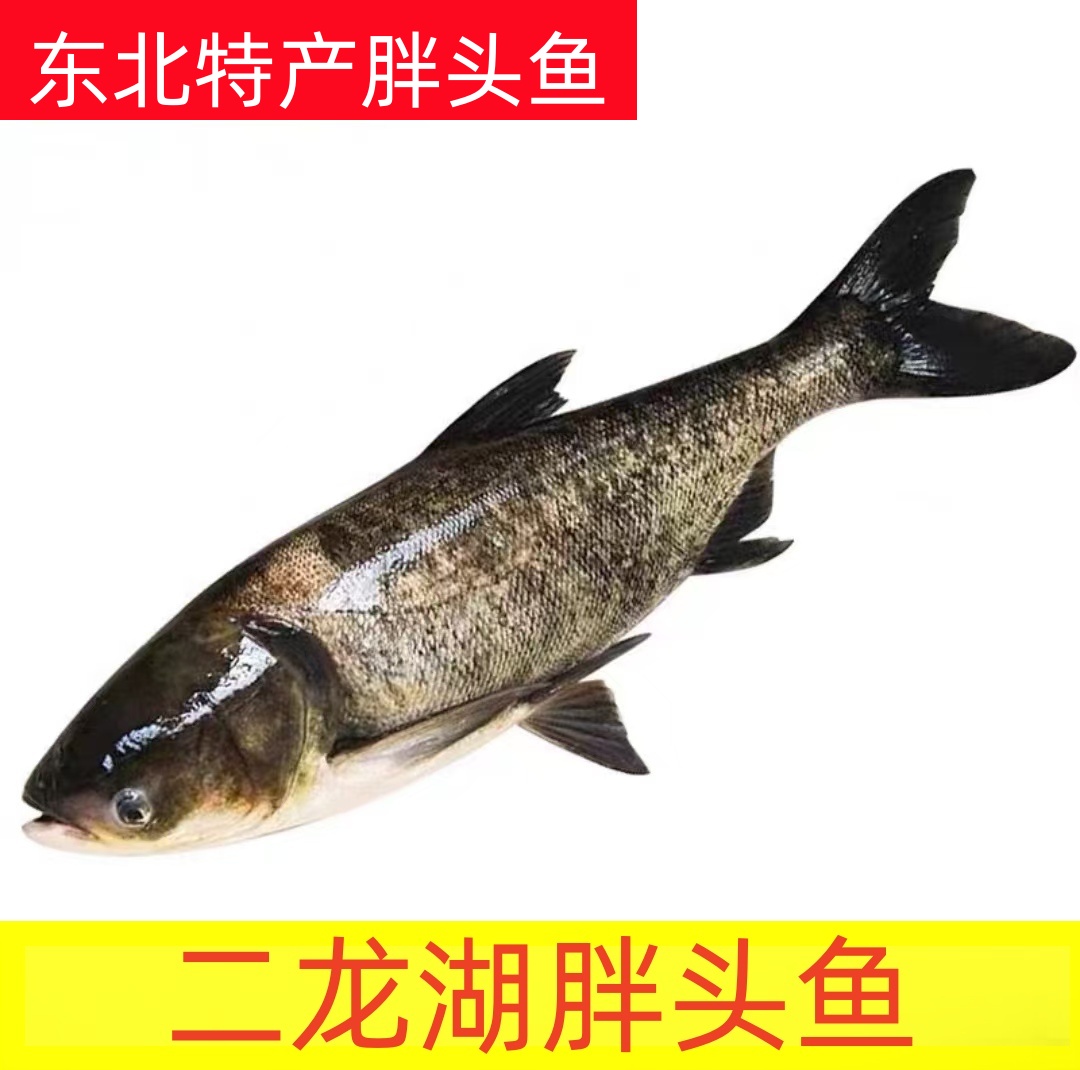 二龙湖胖头鱼野生鱼新鲜花鲢鱼活鱼冰鲜发货5-30斤顺丰包邮