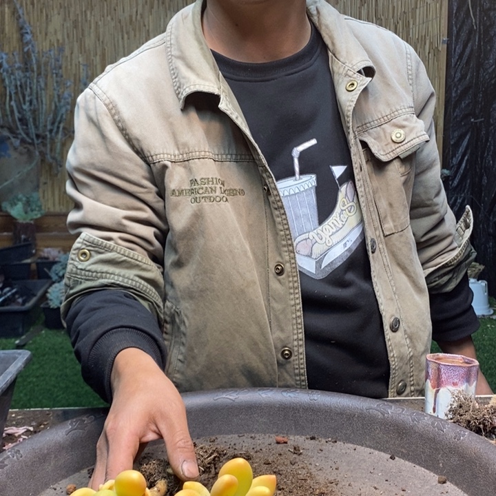 重***喽173号金蝉多肉植物