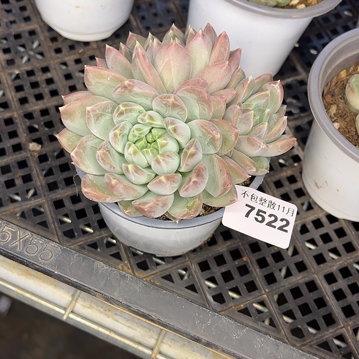 阿雅园艺。      7522