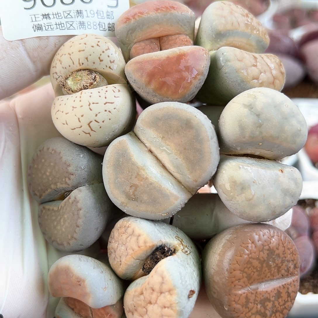 9080超大母本单头9颗3-3.8cm