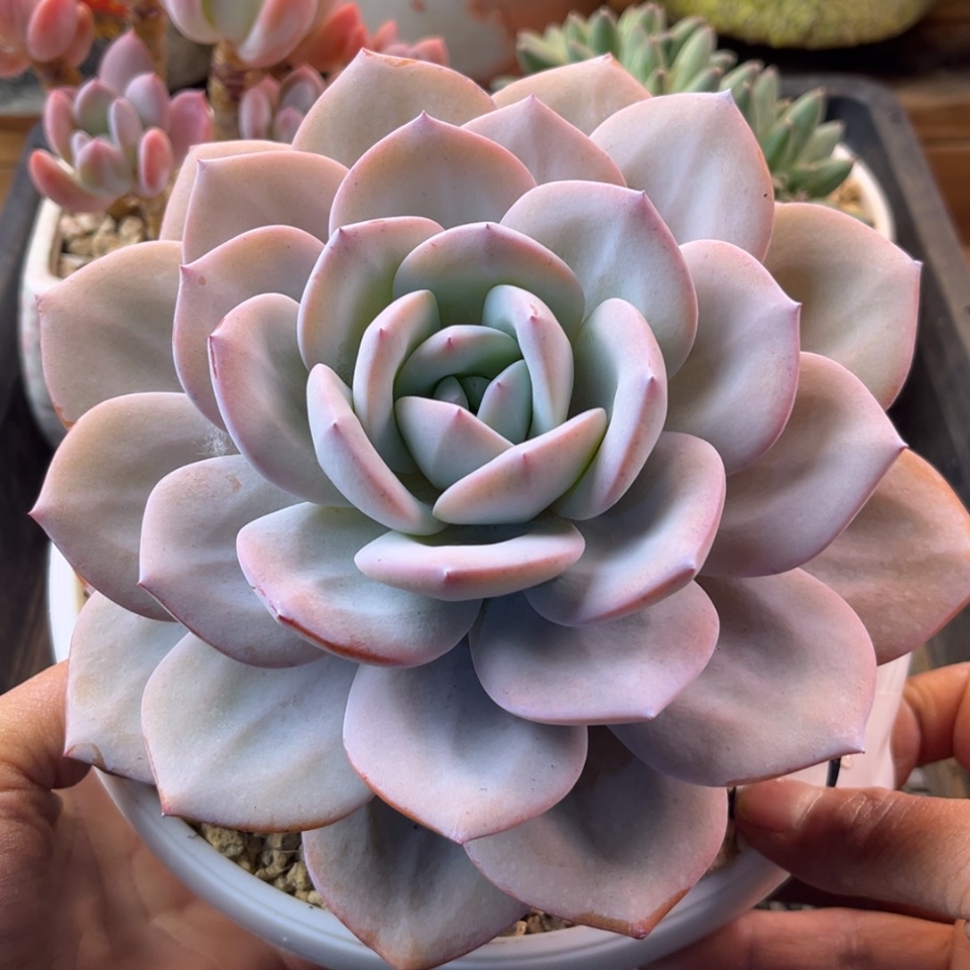 12.1-7奶茶老桩老桩