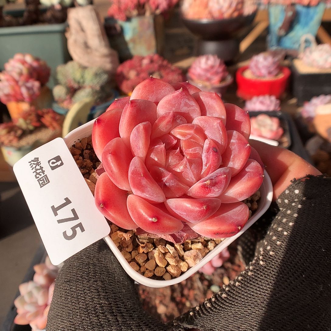 175冰魄多肉植物6663