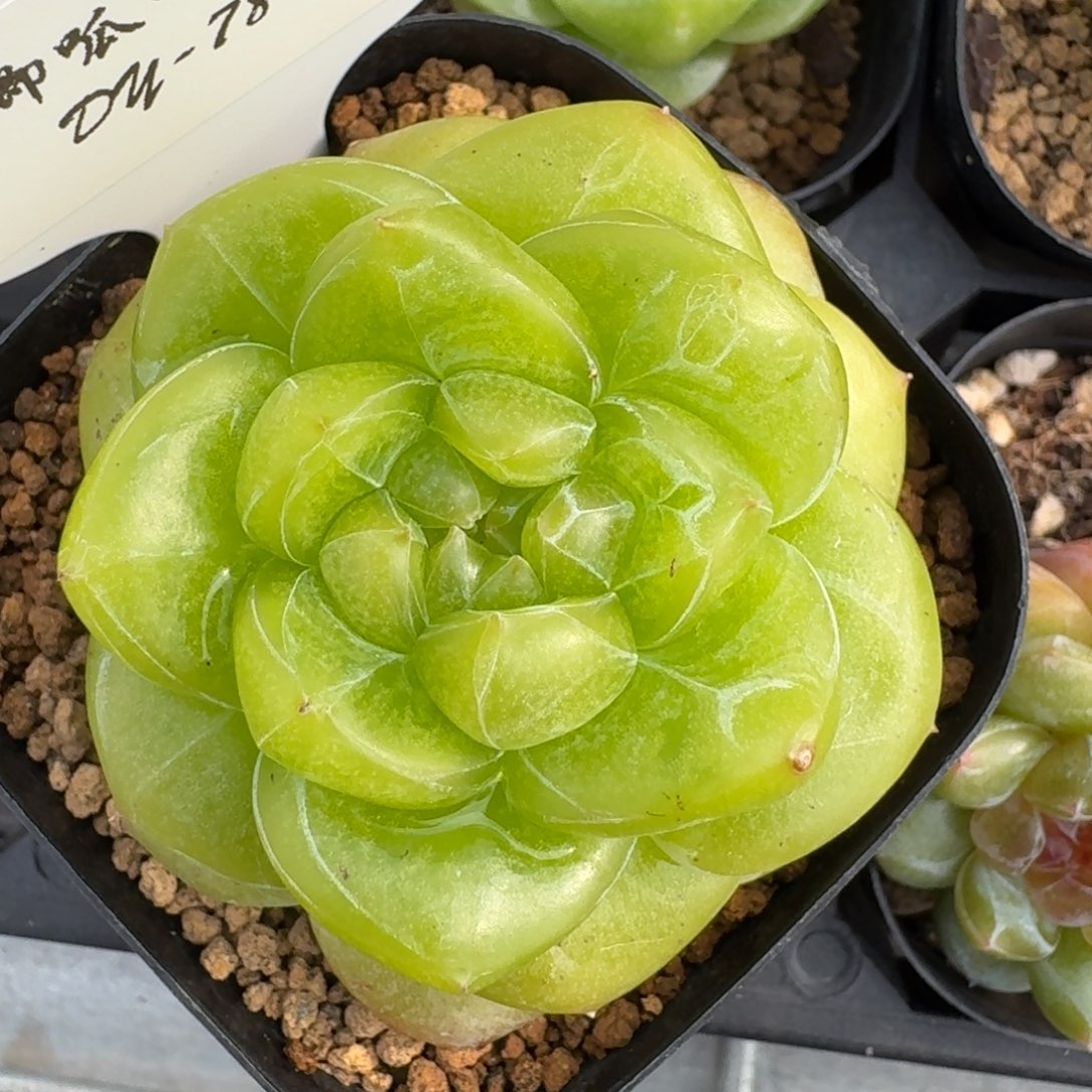 0906-078-芳草不知名