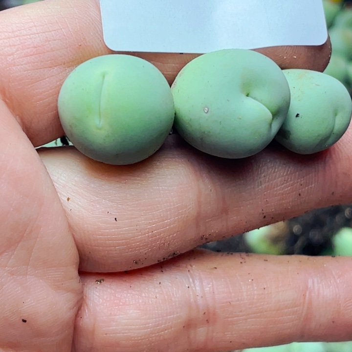 428大嘴鸽子蛋双头一颗