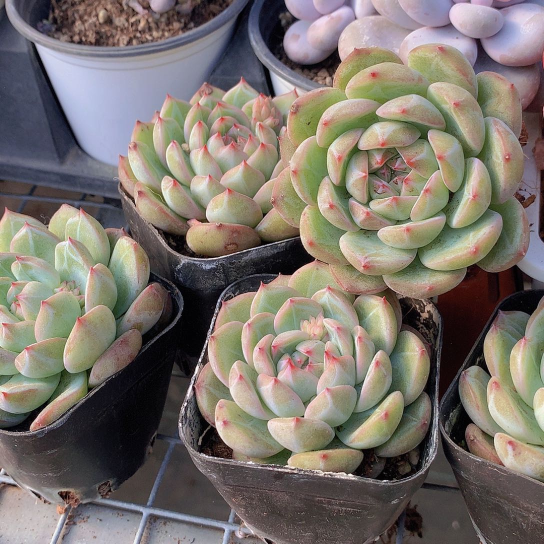 两颗雪花珍妮45667rtyuuii