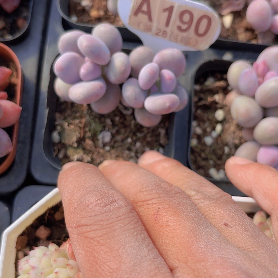 A190彩虹奶一物一拍