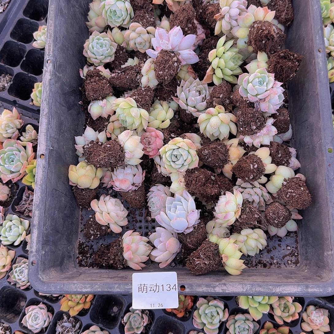 直播一物一拍多肉134