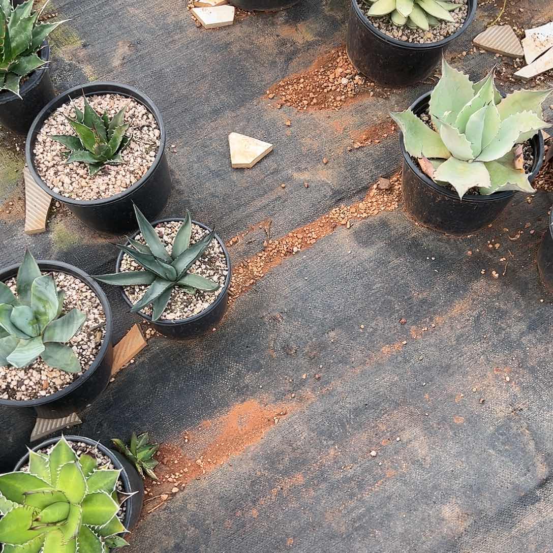 S***i无花朵多肉植物狐尾白中斑