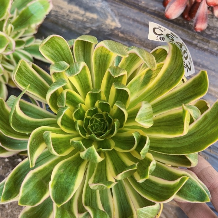 青莲多肉植物法师法师6402