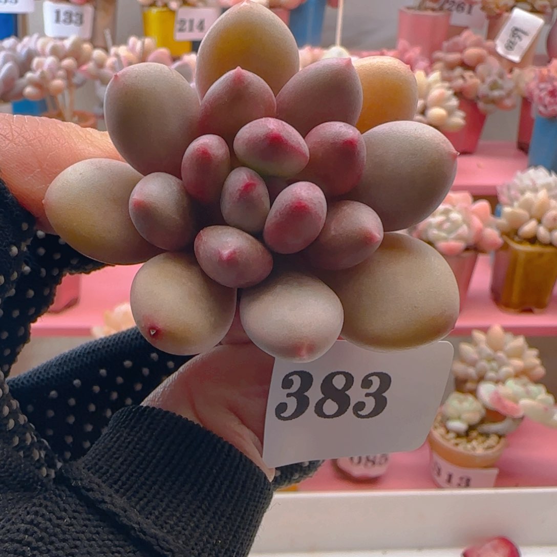 宝石美人383 ，带盆土发货，满38包邮非偏远。