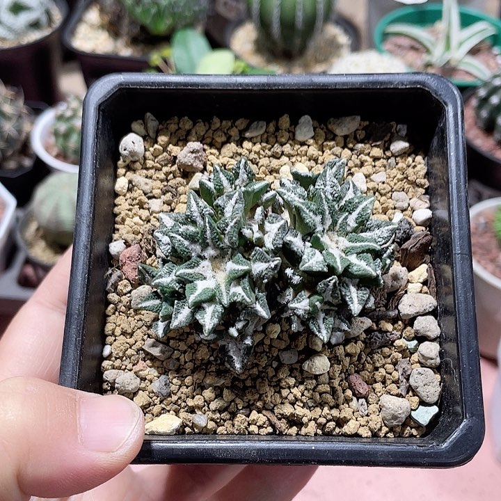 711黑牡丹多头群