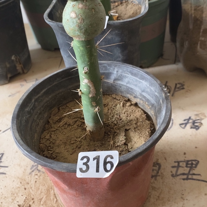 雅***饰嫁接习之野316一颗