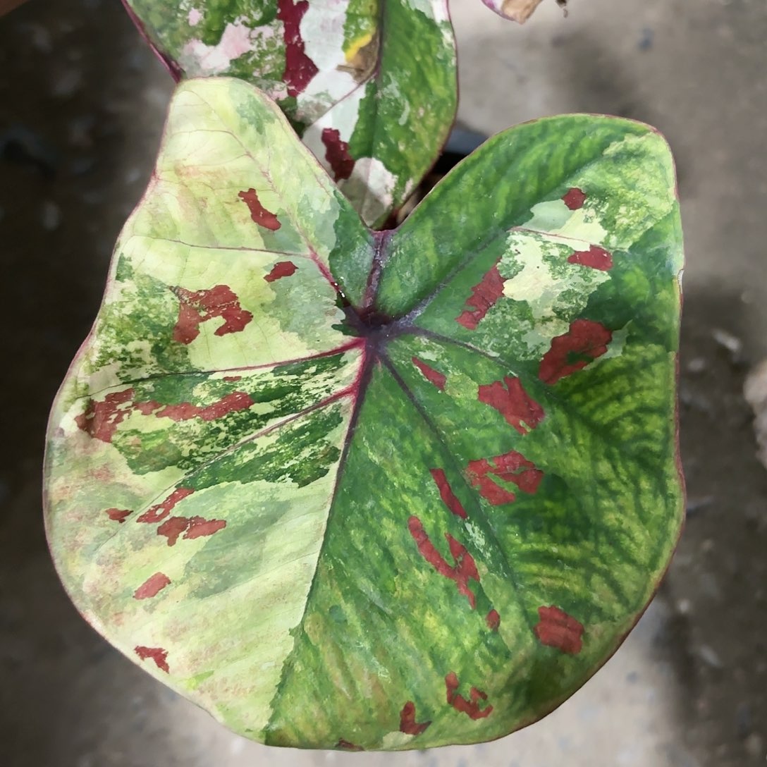 003-0119彩叶芋泰国发货