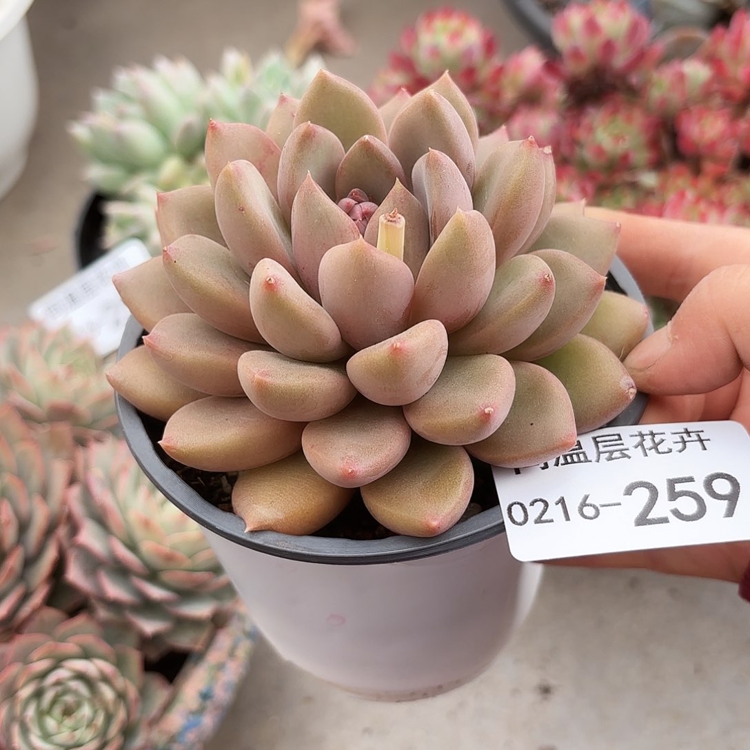花**袁同温层多肉象牙259