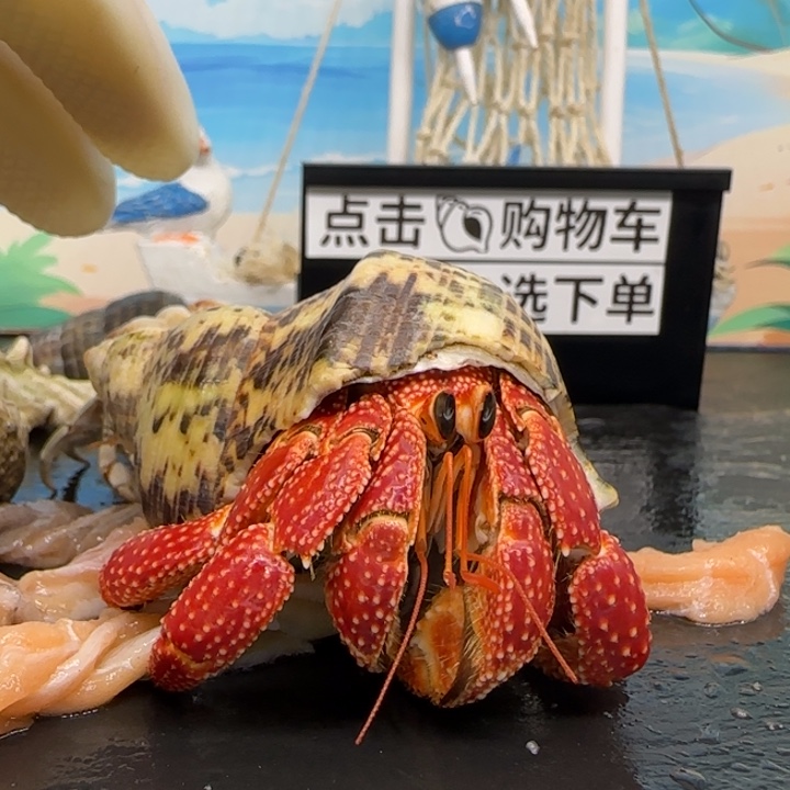 A85斐济红草莓2.8cm口径