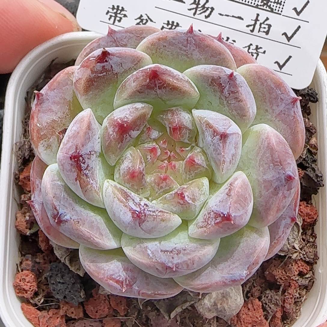 多肉0719-274糖心糖心