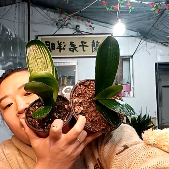 无****无由两颗39元福利花