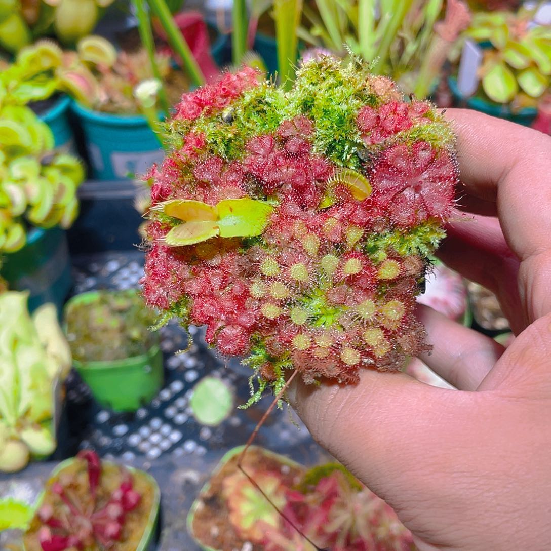 完全开放混合食虫植物2