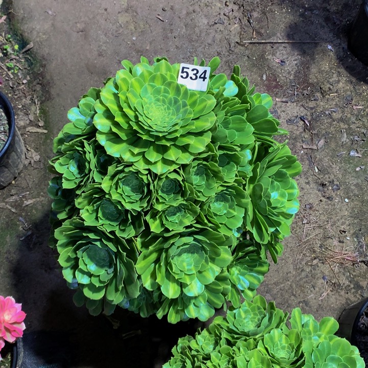 自***人无花朵翡翠53400000000