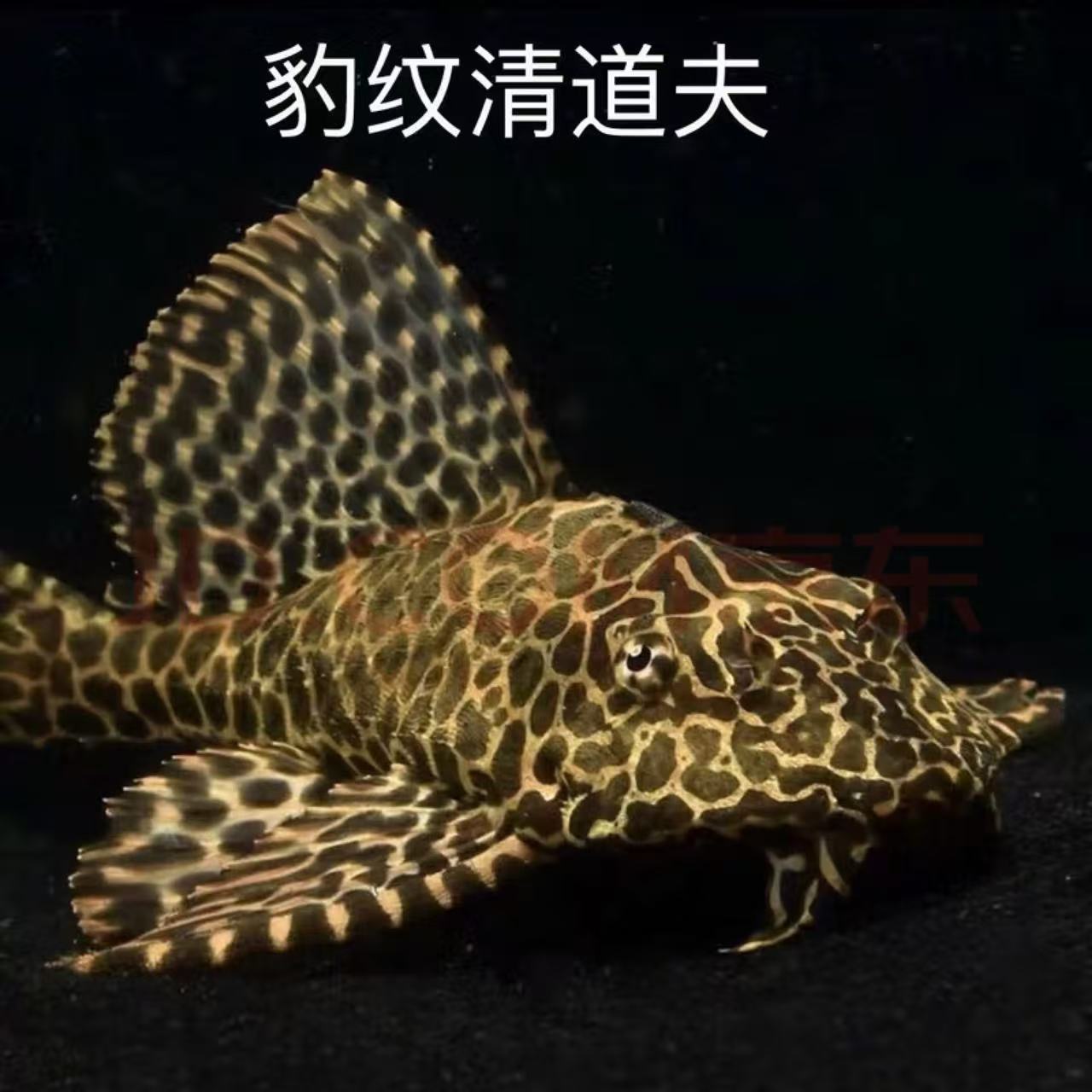 豹纹清道夫热带观赏鱼大型鱼缸清洁吃藻吃垃圾耐养好活