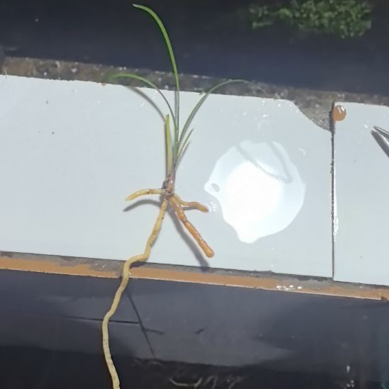 完全开放醉红素龙头引种苗