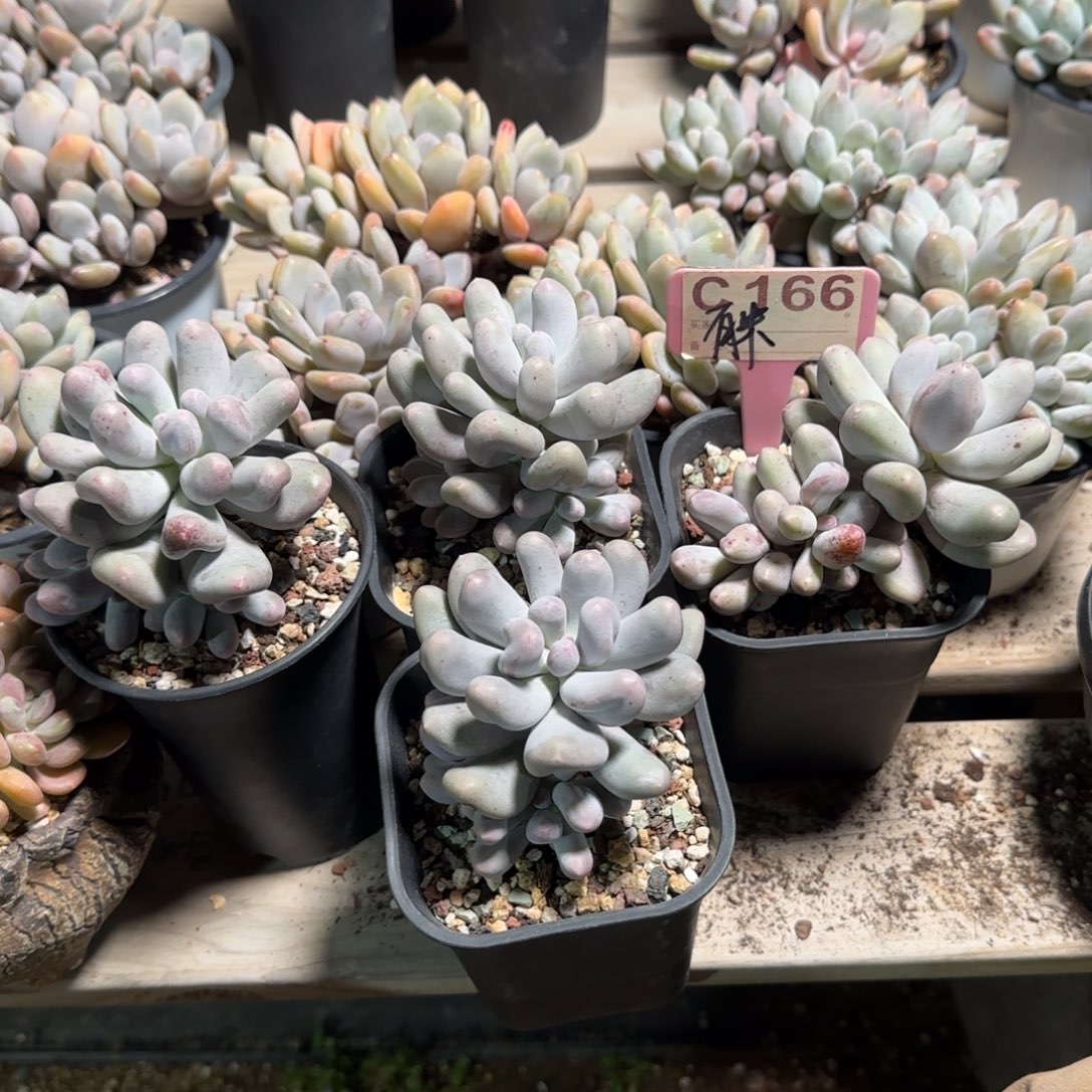 四颗米可奶酪五十包邮老桩