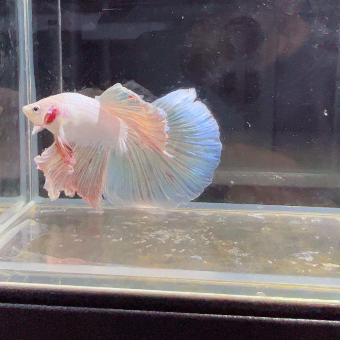 斗鱼浅色特殊尾hhhh