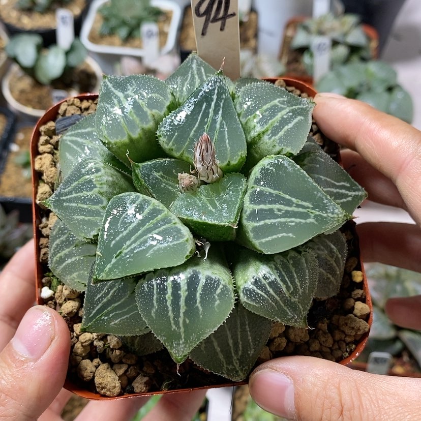 【闪购商品】94春雷