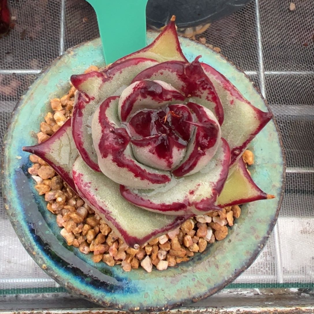 从前慢多肉精选编号0207.11