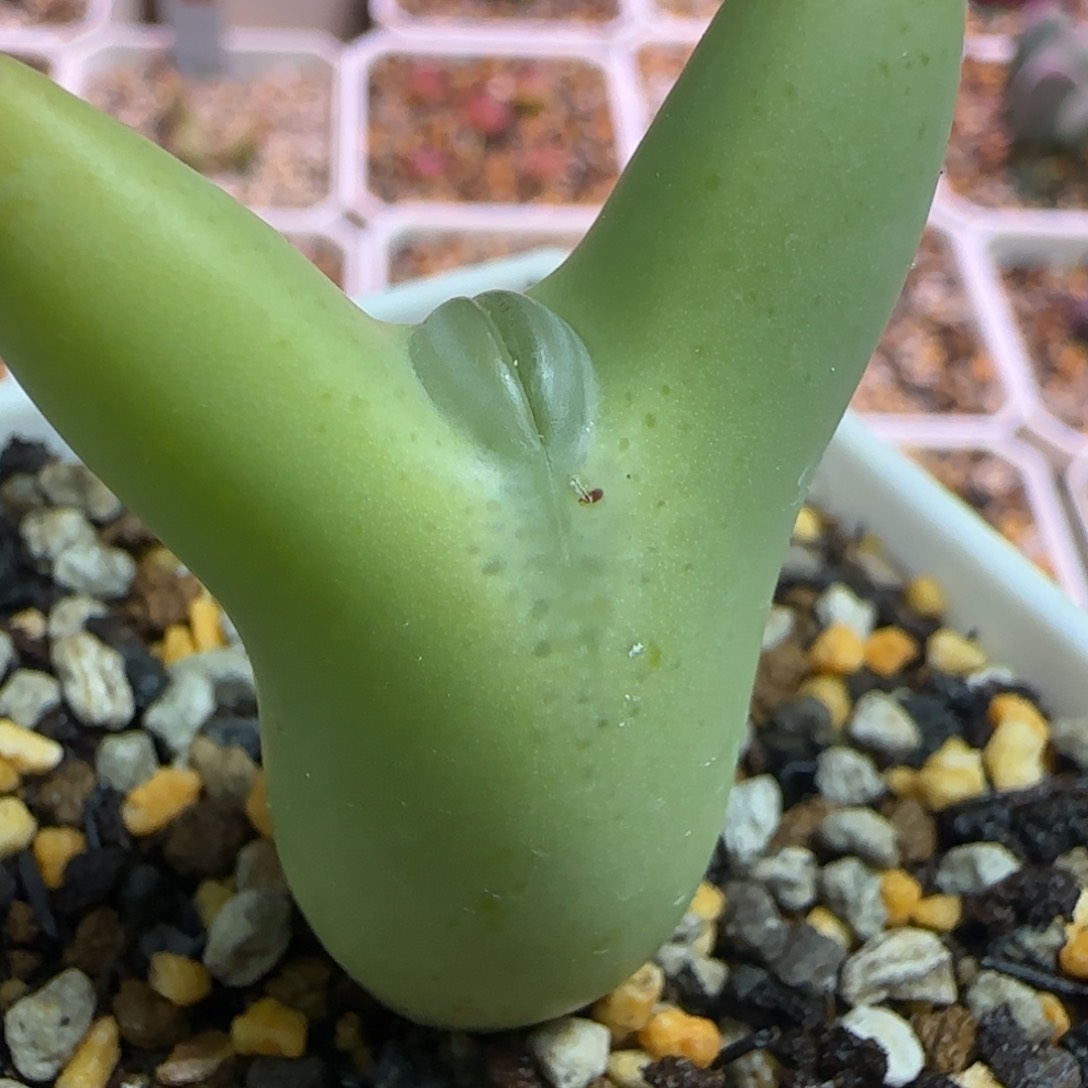 嘟嘟嘴少将多肉植物一颗