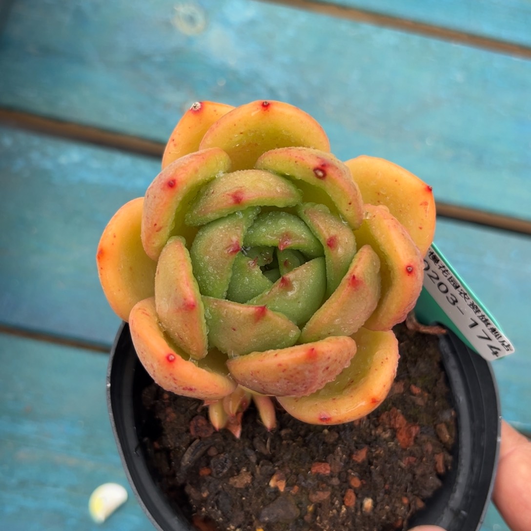 多肉一物一拍0203-174