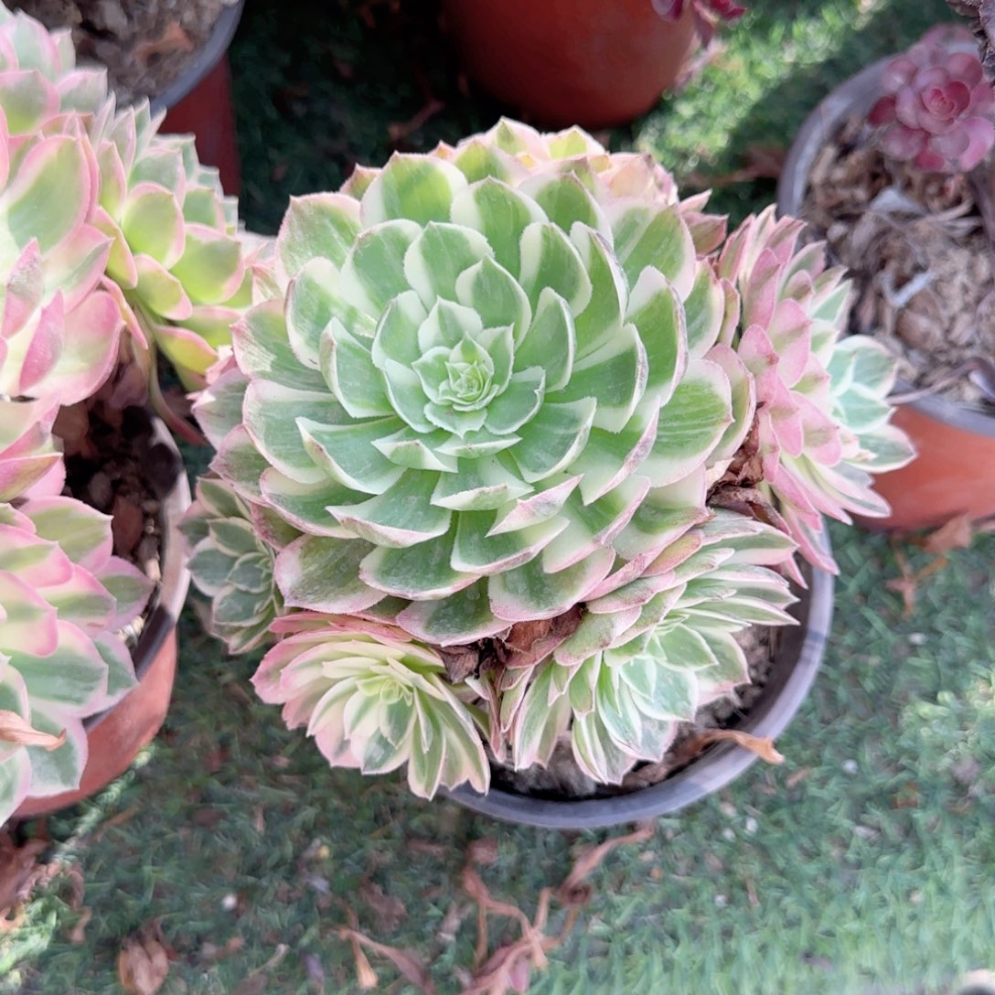 无花朵倾城海王小手捧