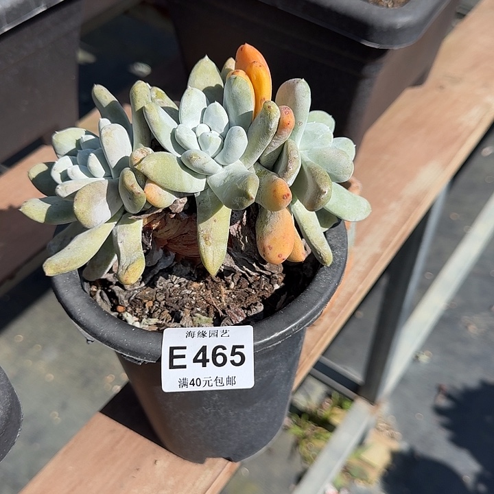 小*拇指多肉植物