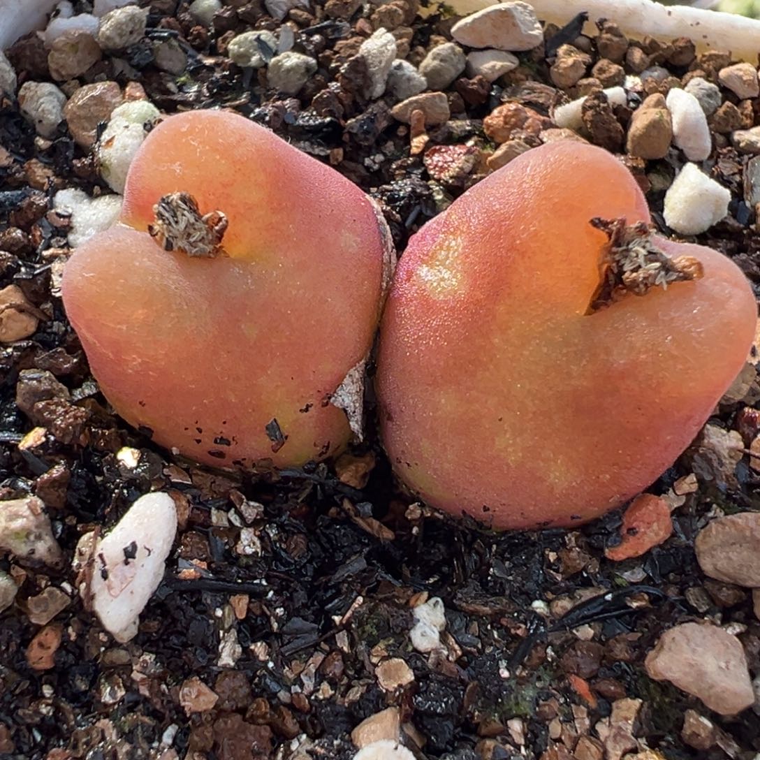 水蜜桃多肉植物盆栽栽培