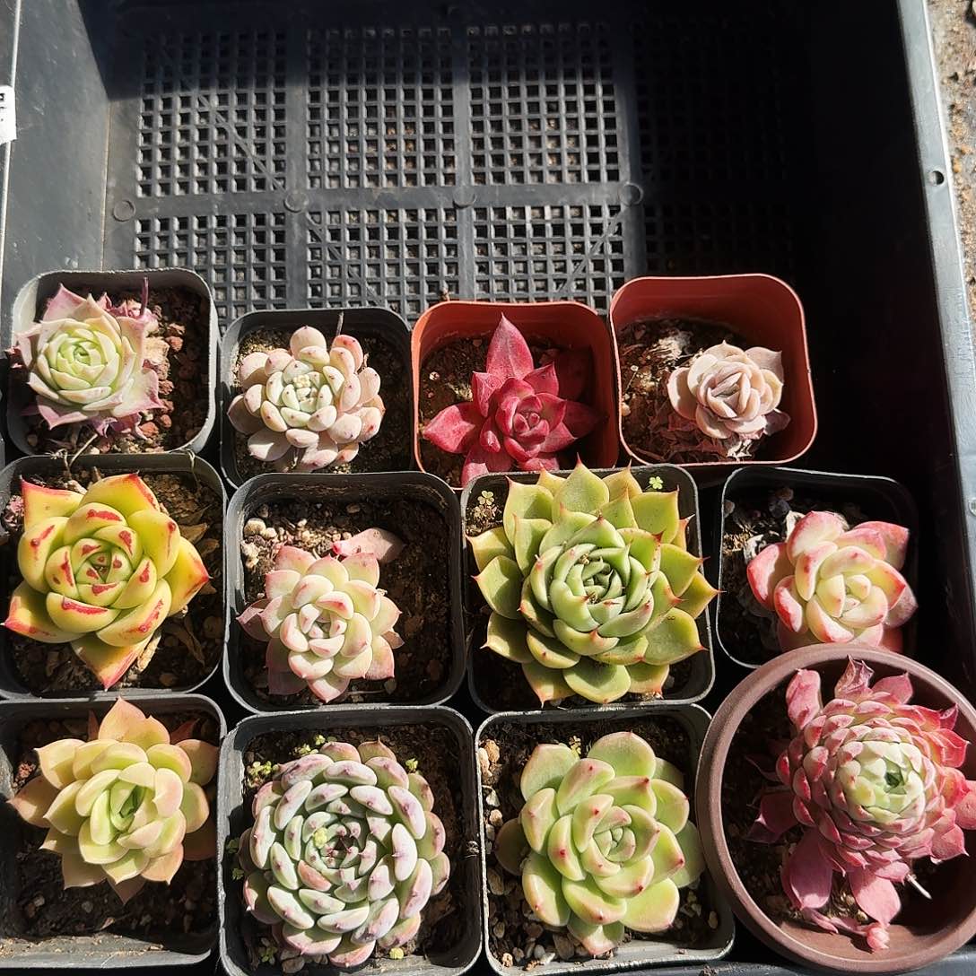 满20包邮零下拍保温箱65号无售后