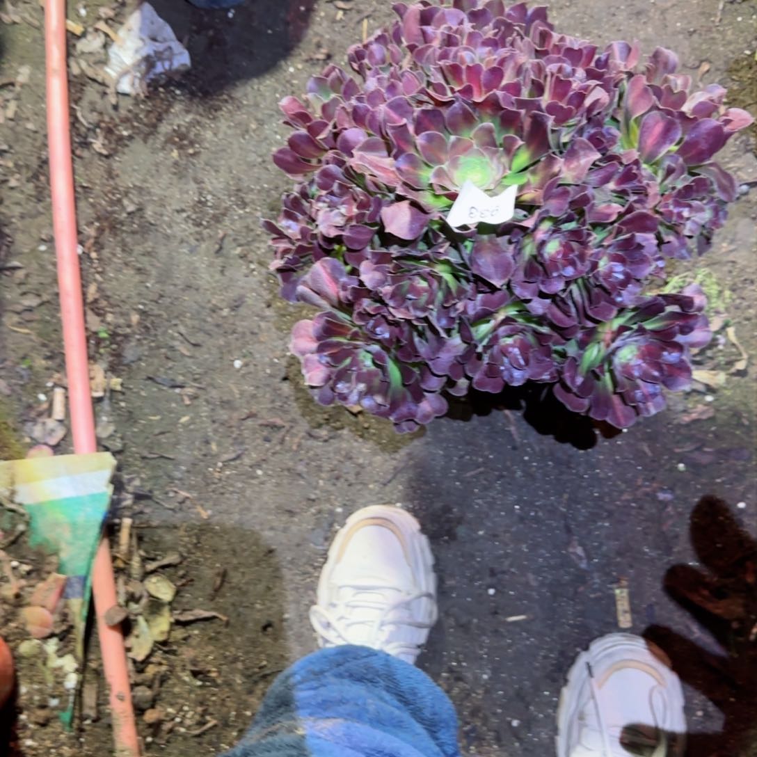 女巫中班法师多肉933