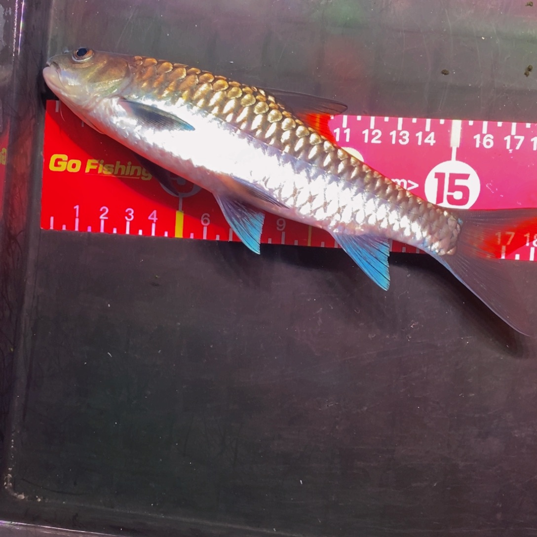 吉罗鱼19.5厘米异口一条