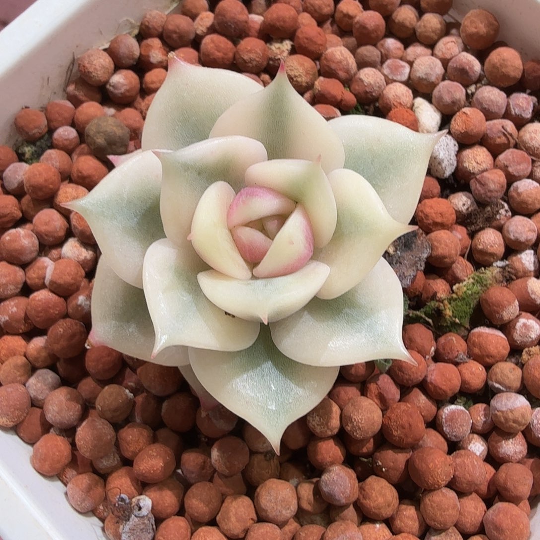 金***涛贝加尔湖锦，多肉植物