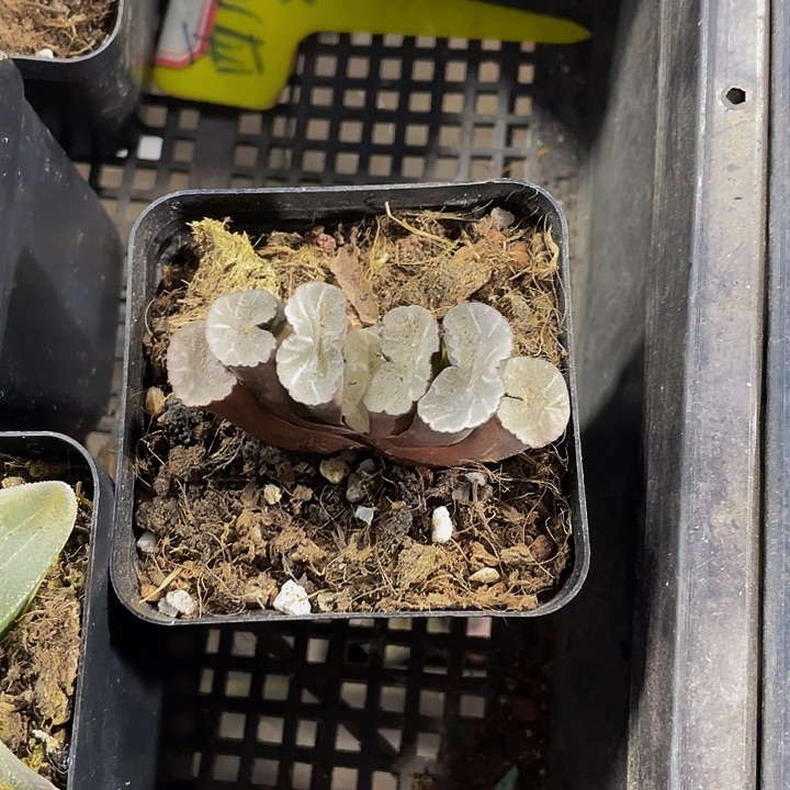 万象玉露带盆土发