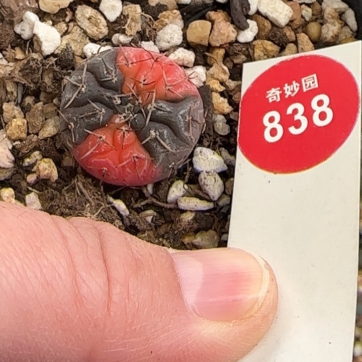 实生上蜡怪龙丸锦2.2cm