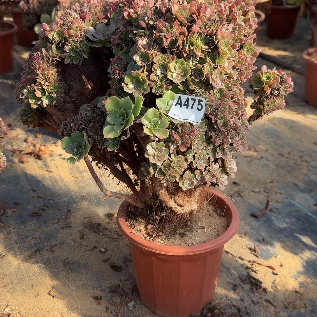 475玫瑰朵朵一颗呀呀微瑕