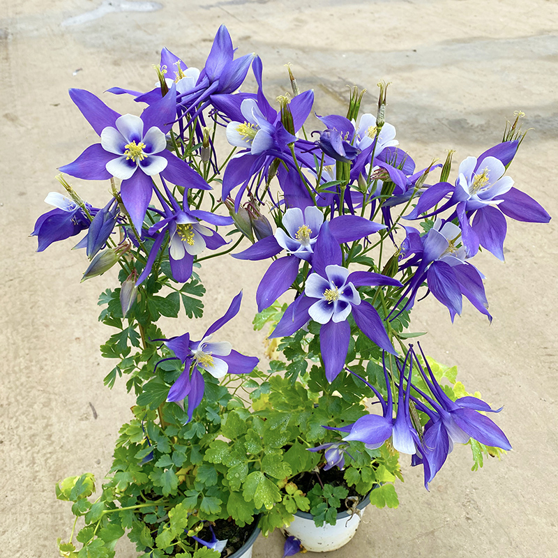 耧斗菜(耐冻耐寒植物)庭院阳台好养花多年生宿根花卉