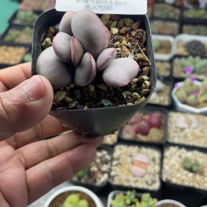佳人园艺老周多肉上福利啦小红蛋092