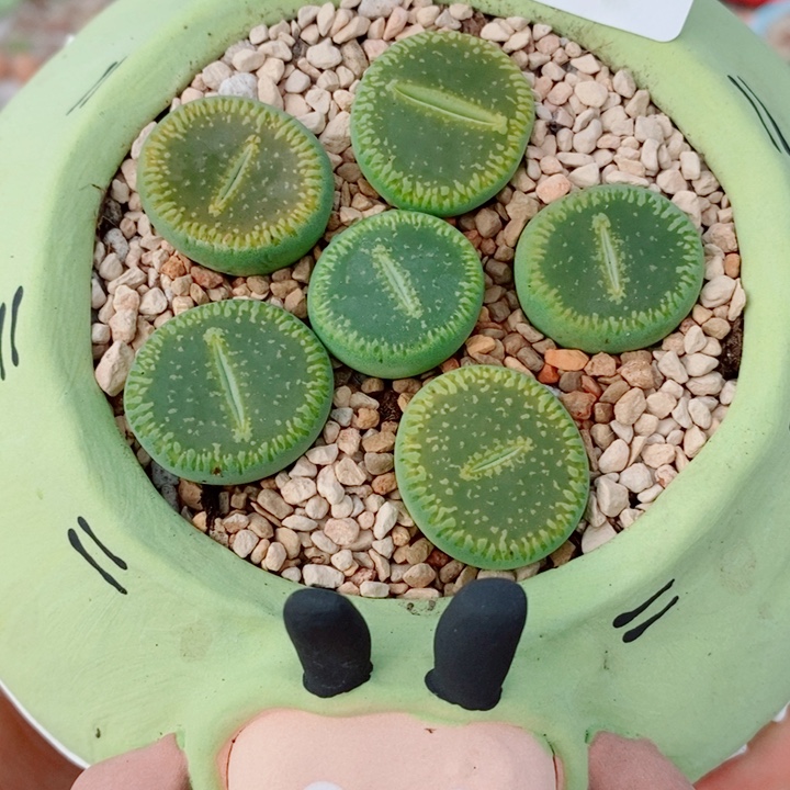 生石花花花花花花花971